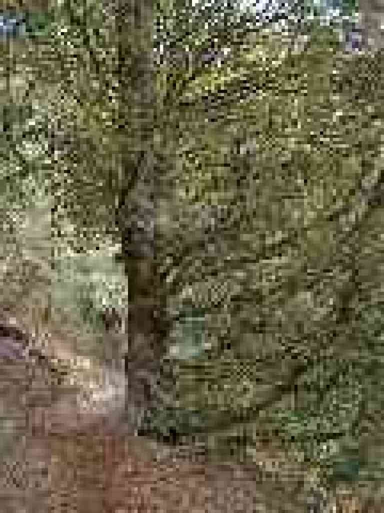 Tanoak