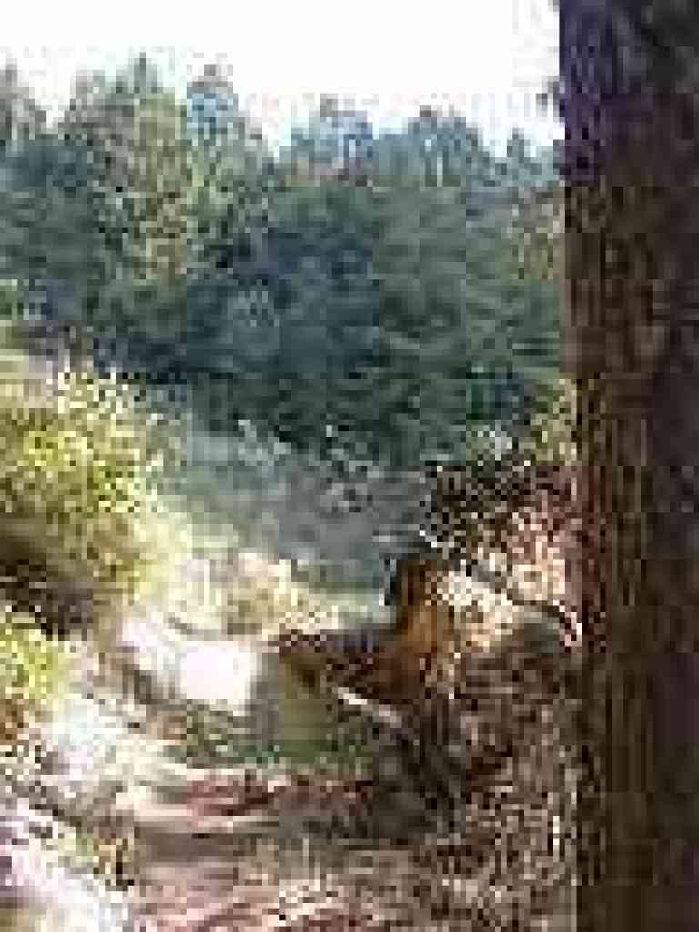 Through chaparral