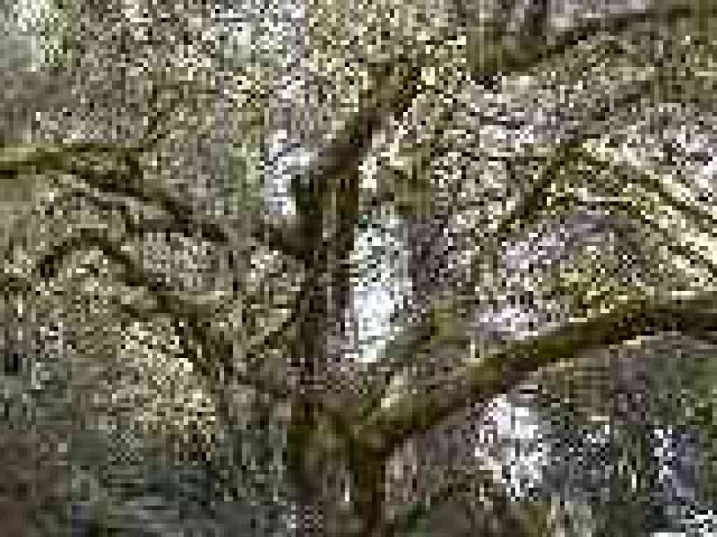 Coast live oak