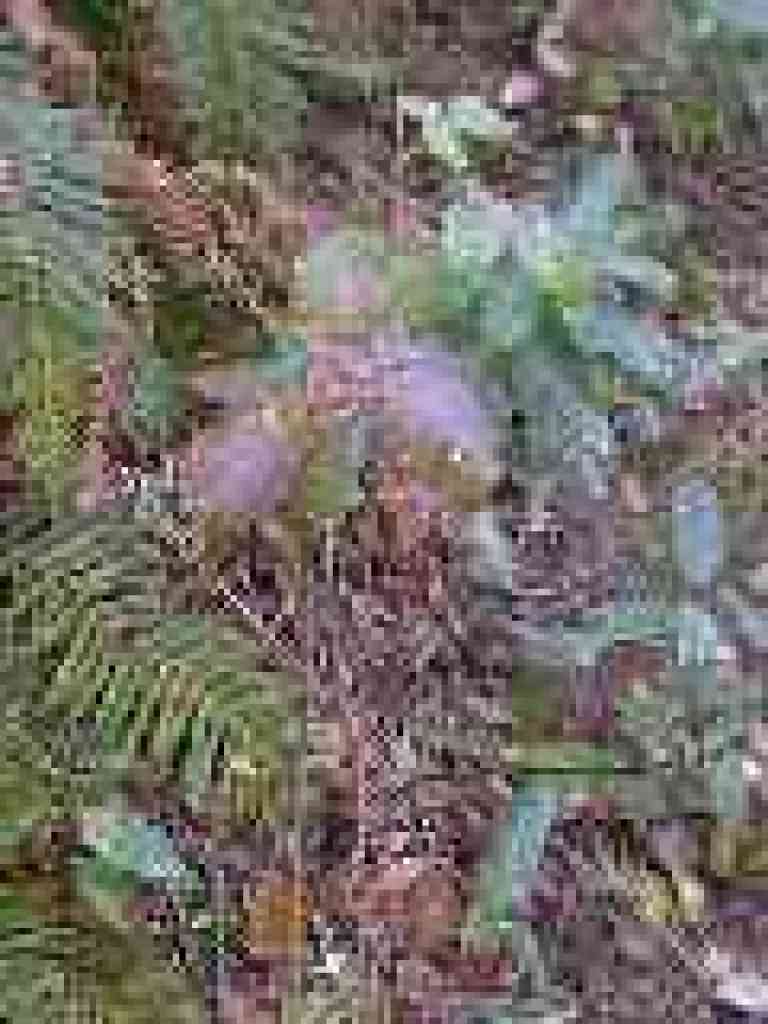 Poison oak