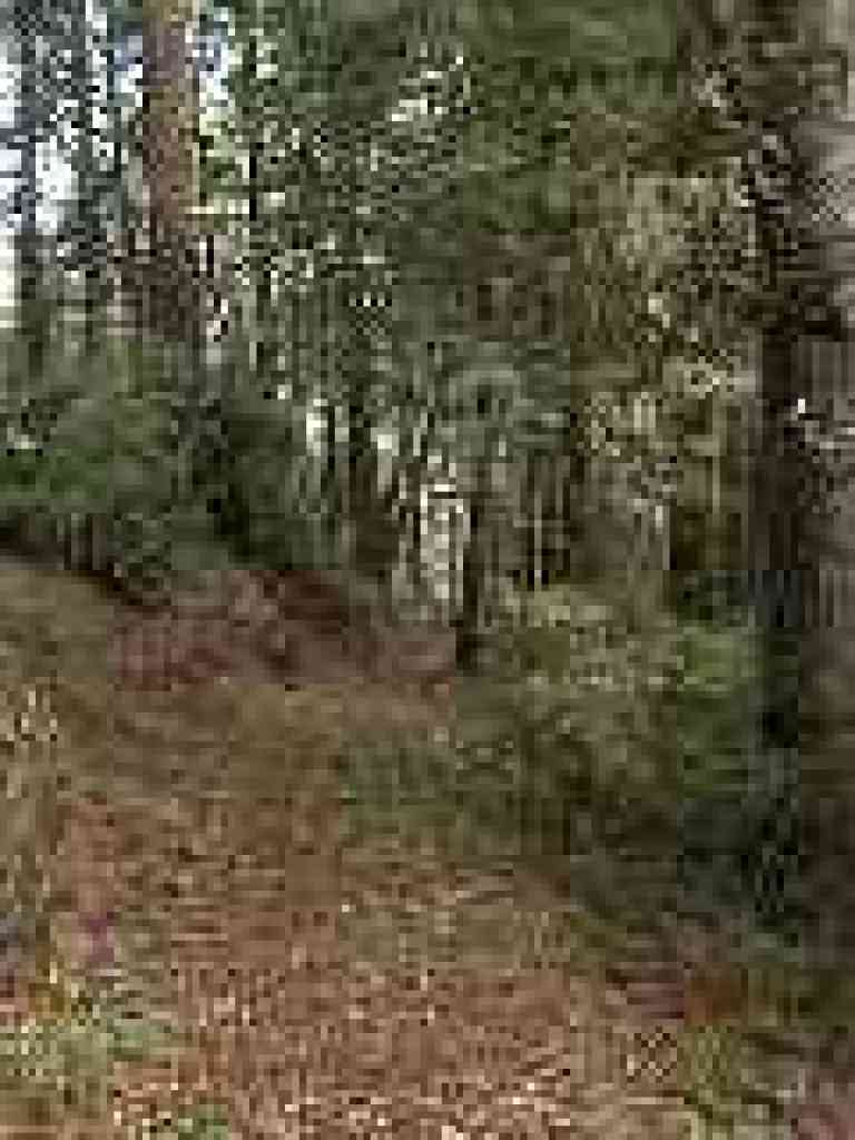 Through the woods