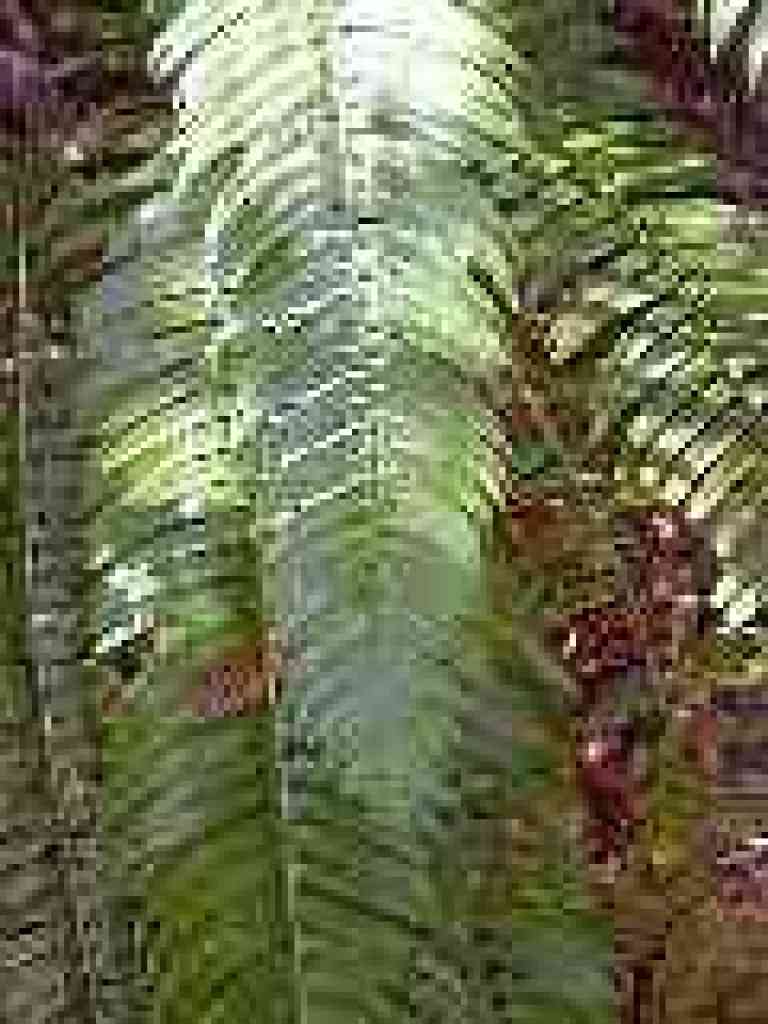 Sword fern