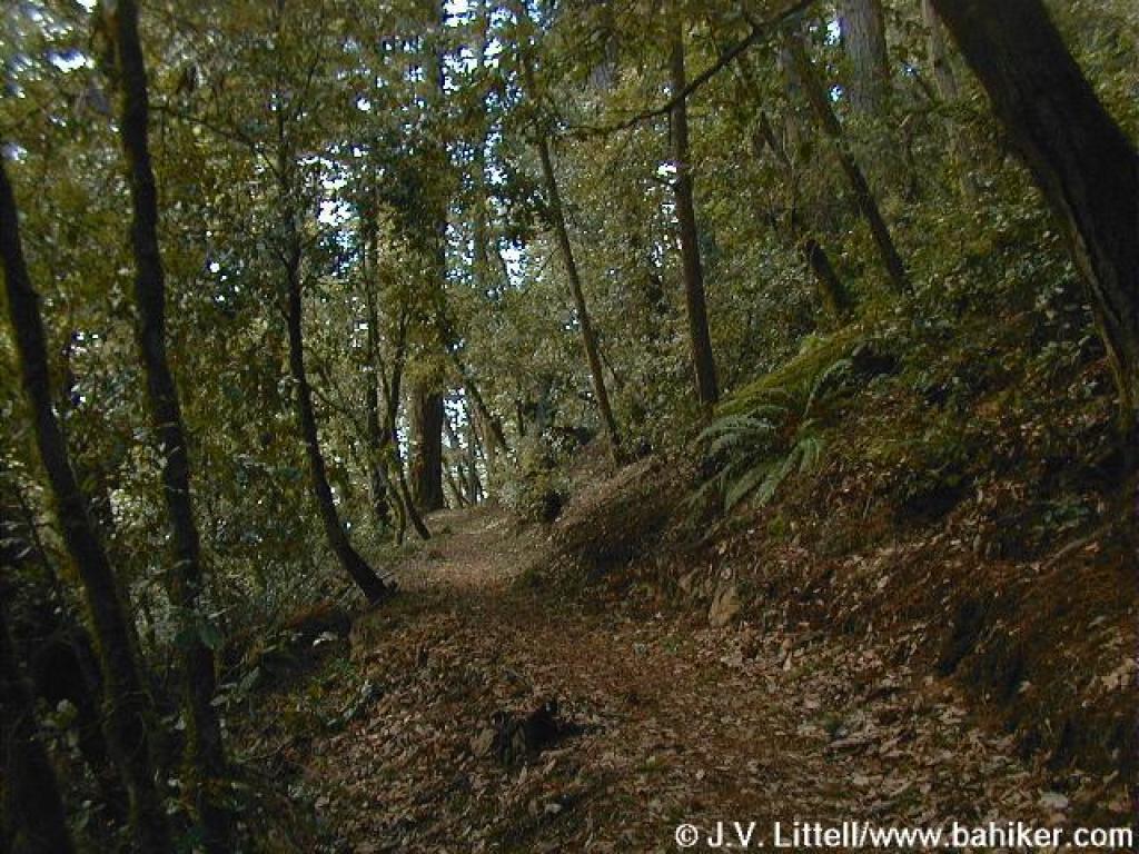 Bald Knob Trail Bald Knob Trail - photo by J.V. Littell from www.bahiker.com