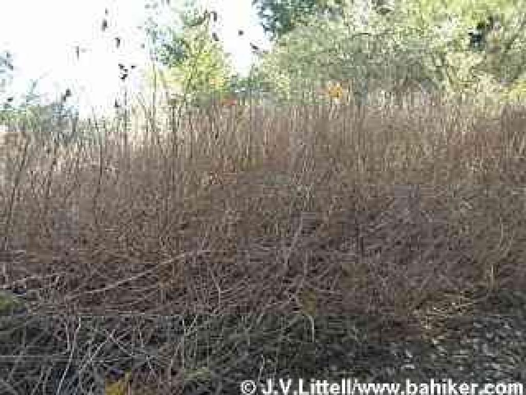 Poison oak photo