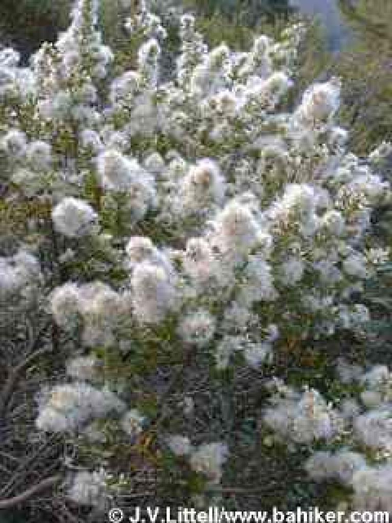 Coyote brush photo