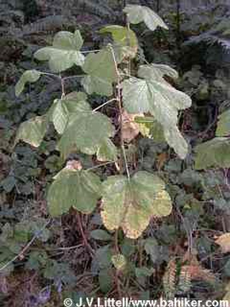 Currant