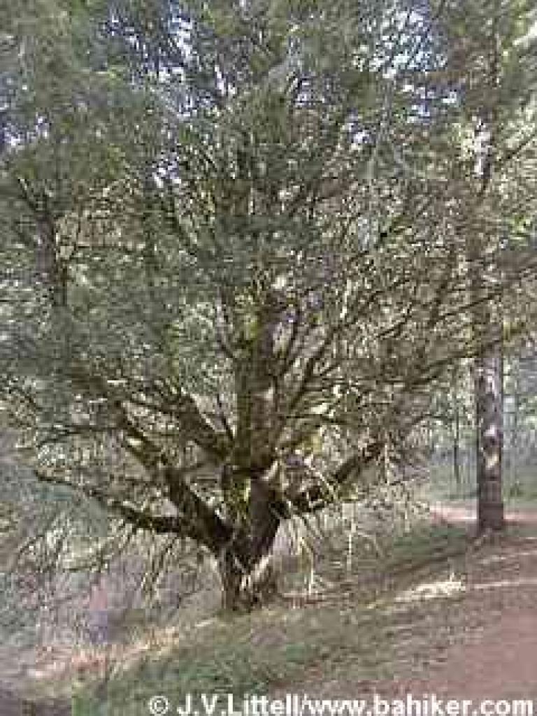 Tanoak photo