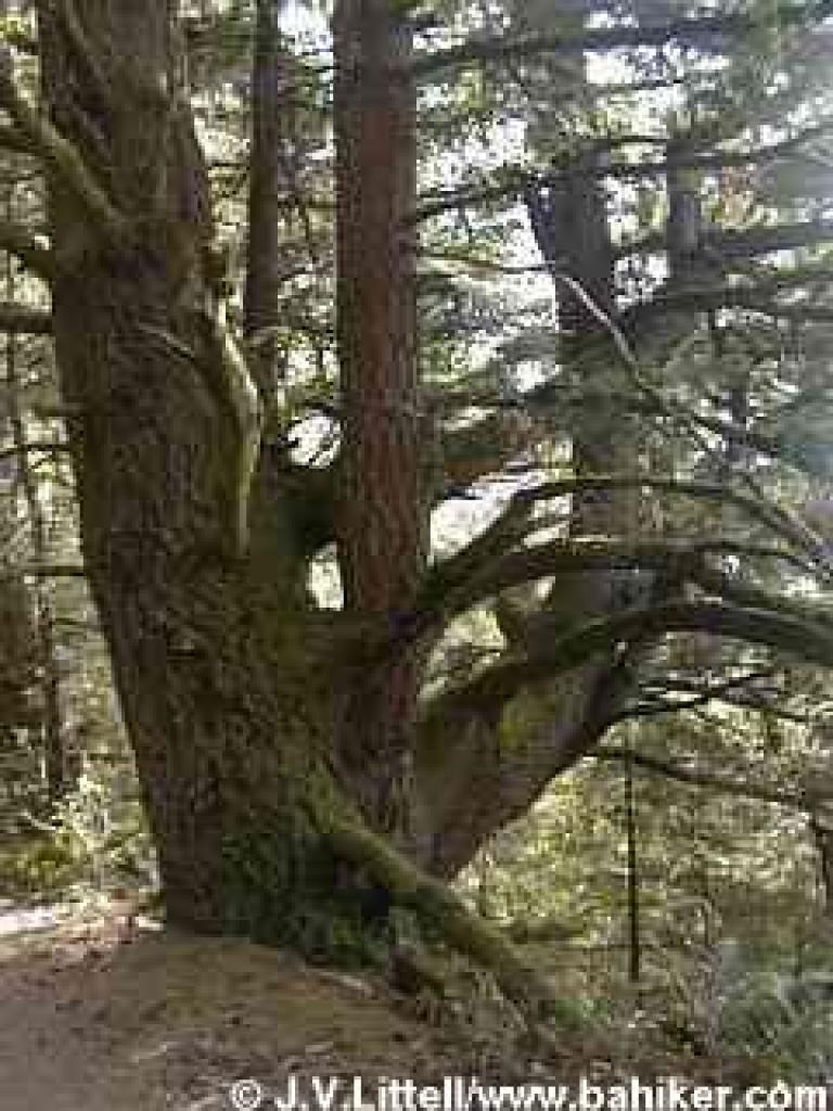 Douglas fir photo