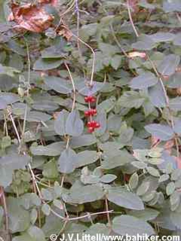 Honeysuckle photo