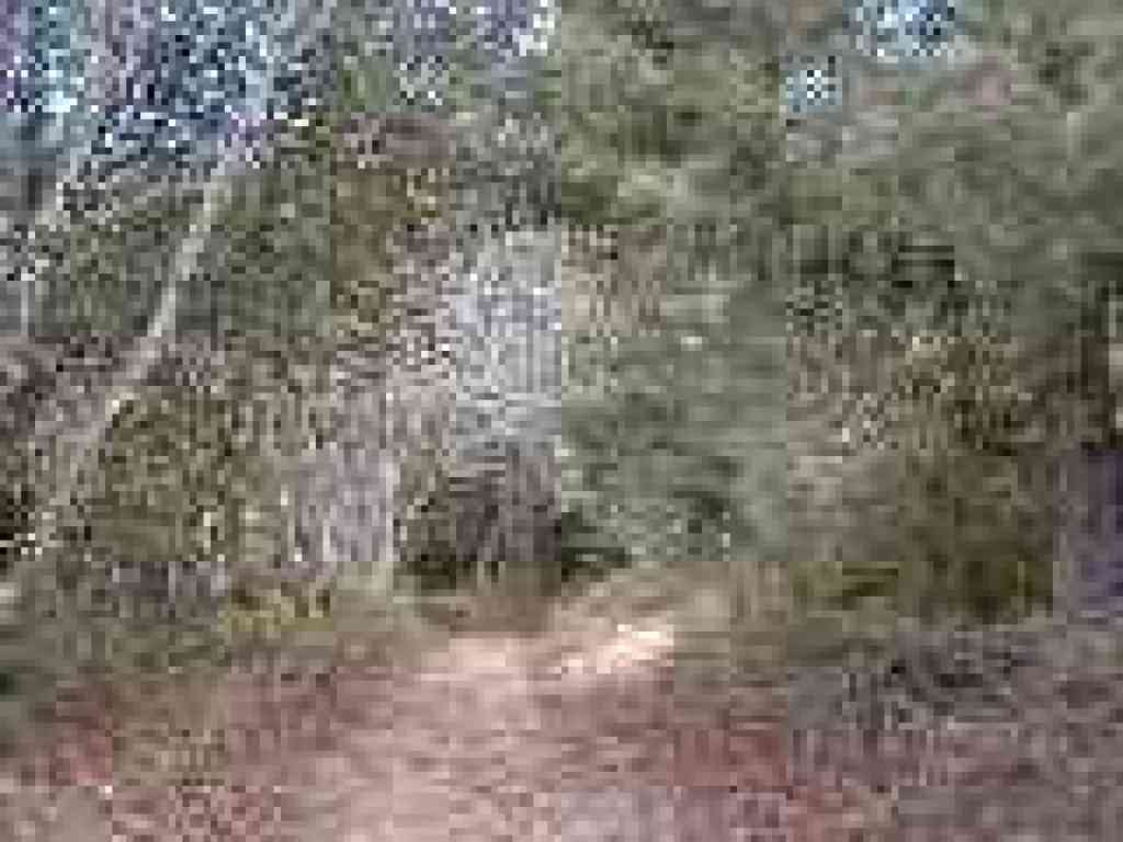 Trail splits