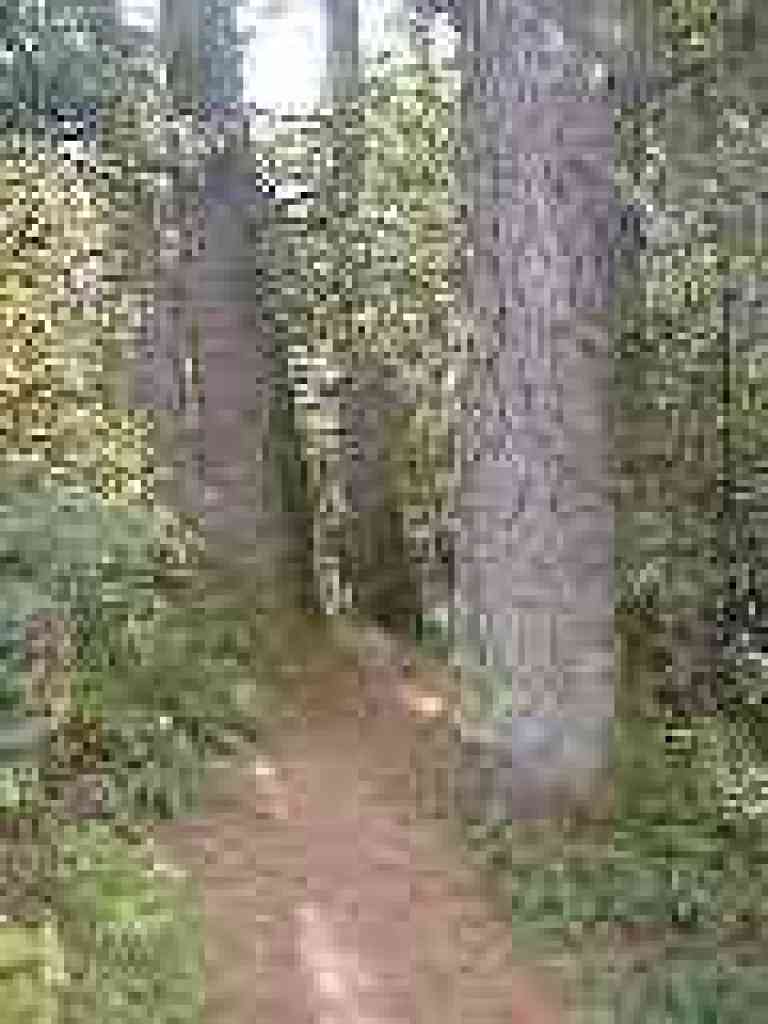 Under the trees
