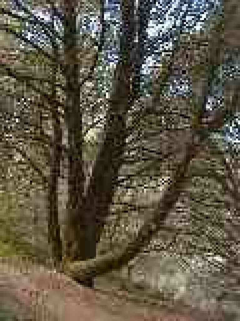 Tanoak