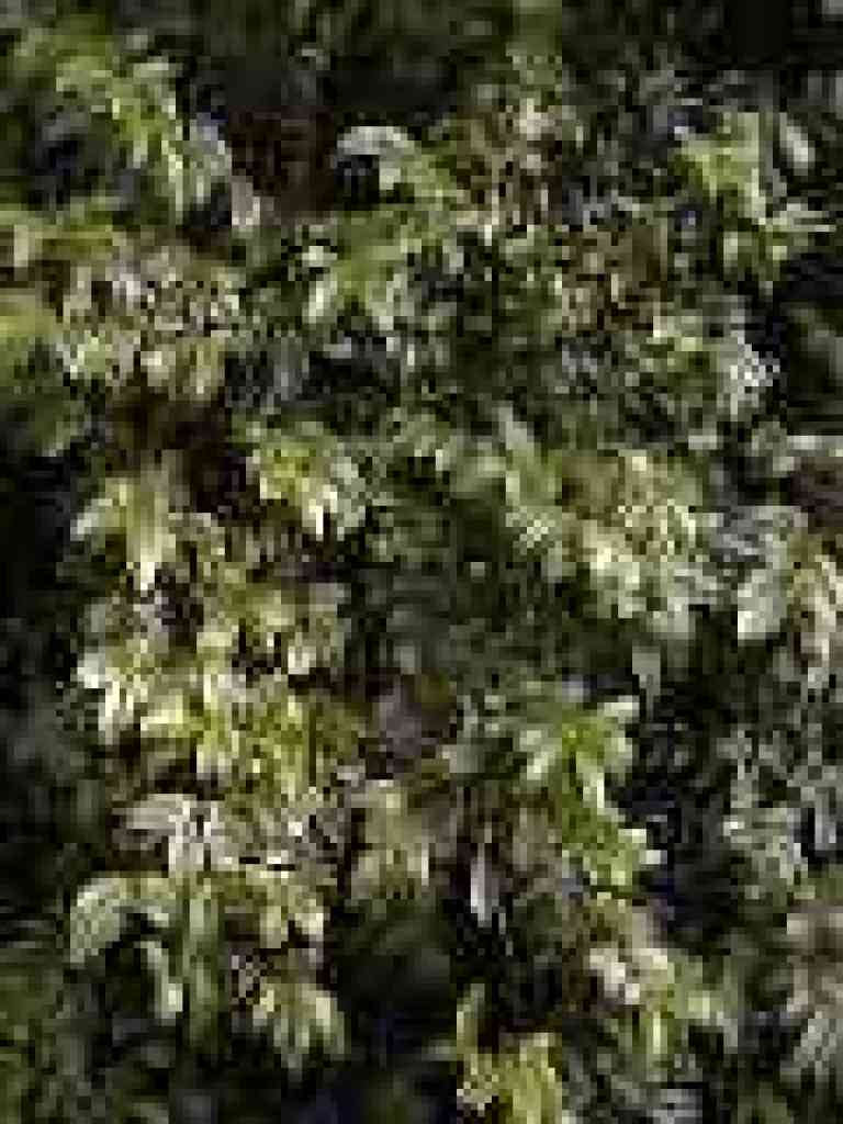 Huckleberry