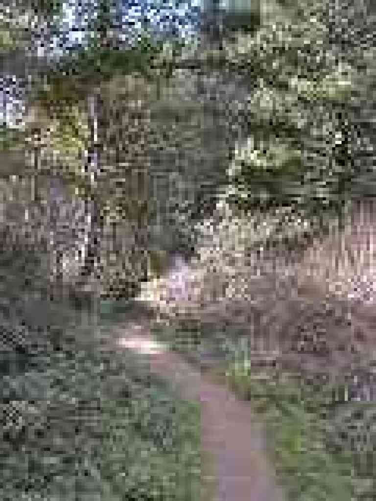 Trail