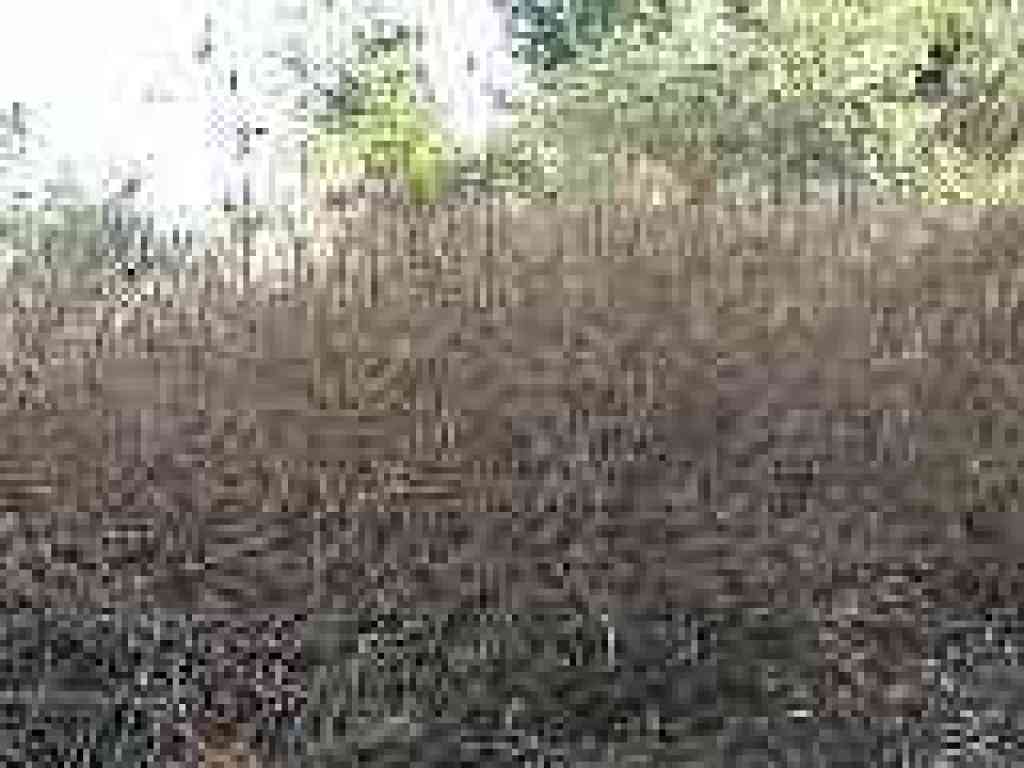Poison oak