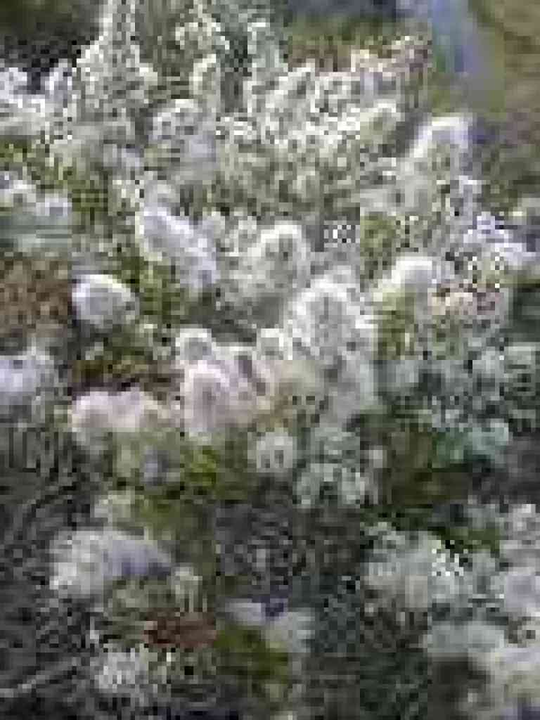 Coyote brush