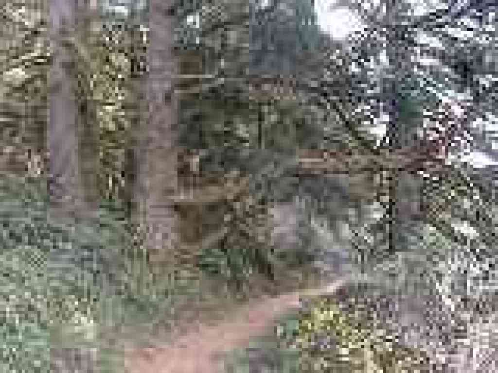 Douglas fir