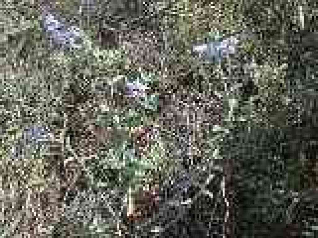 Blue witch nightshade
