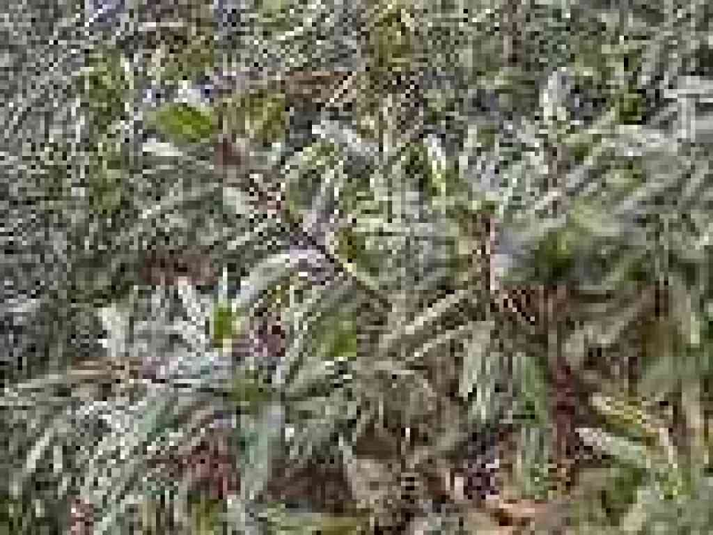 Coffeeberry