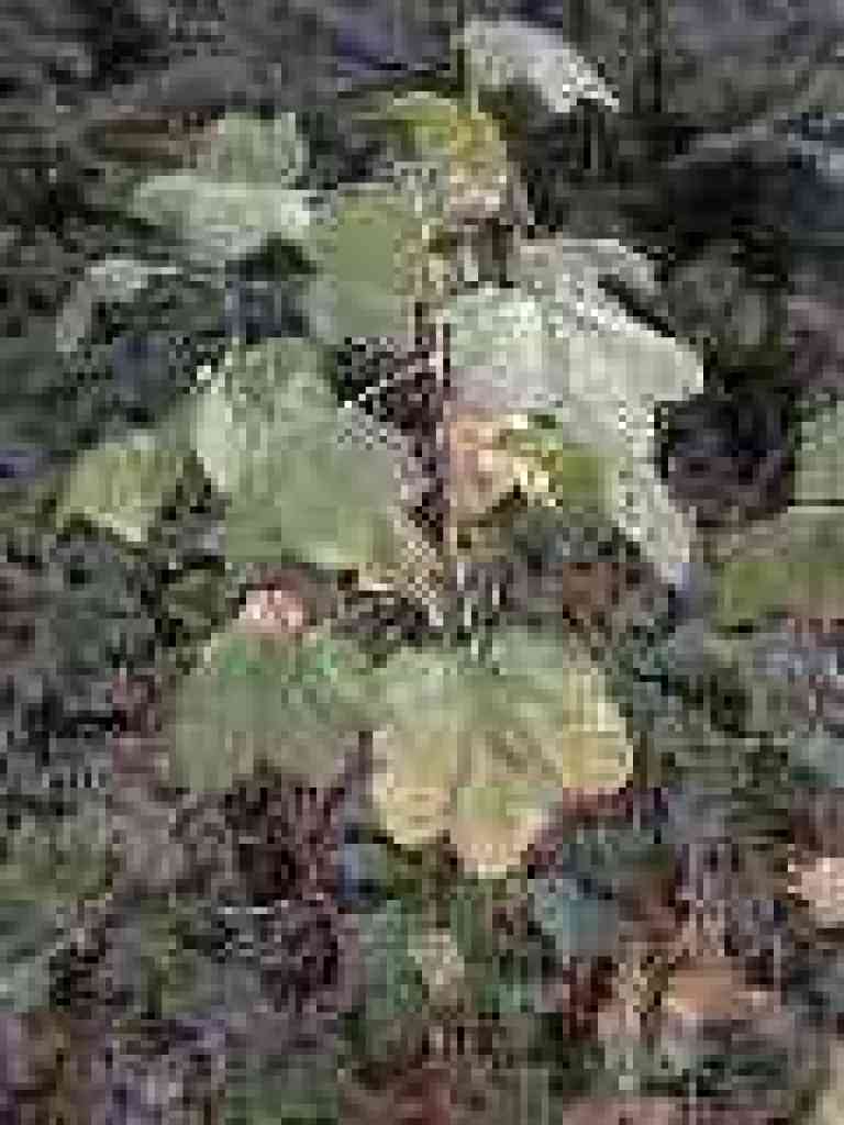 Currant