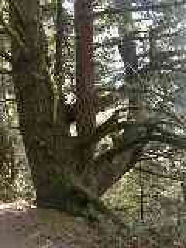 Douglas fir