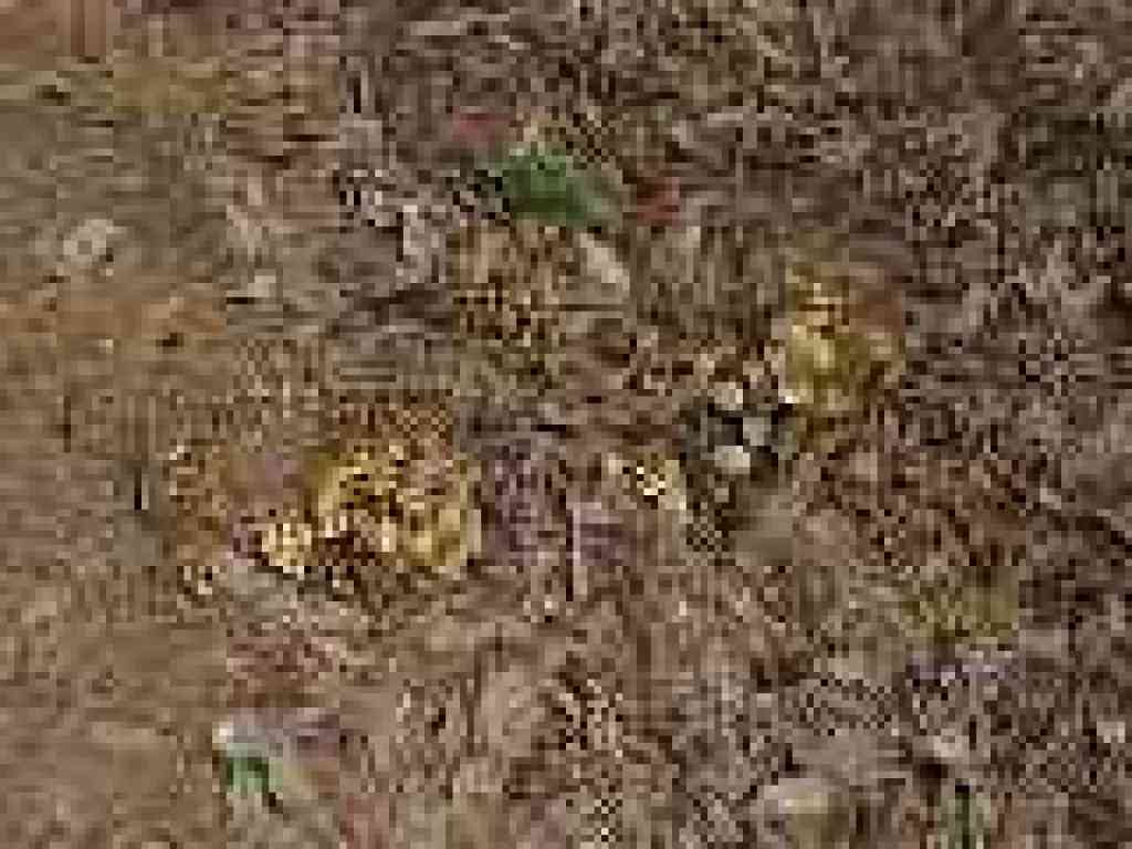 Mushrooms