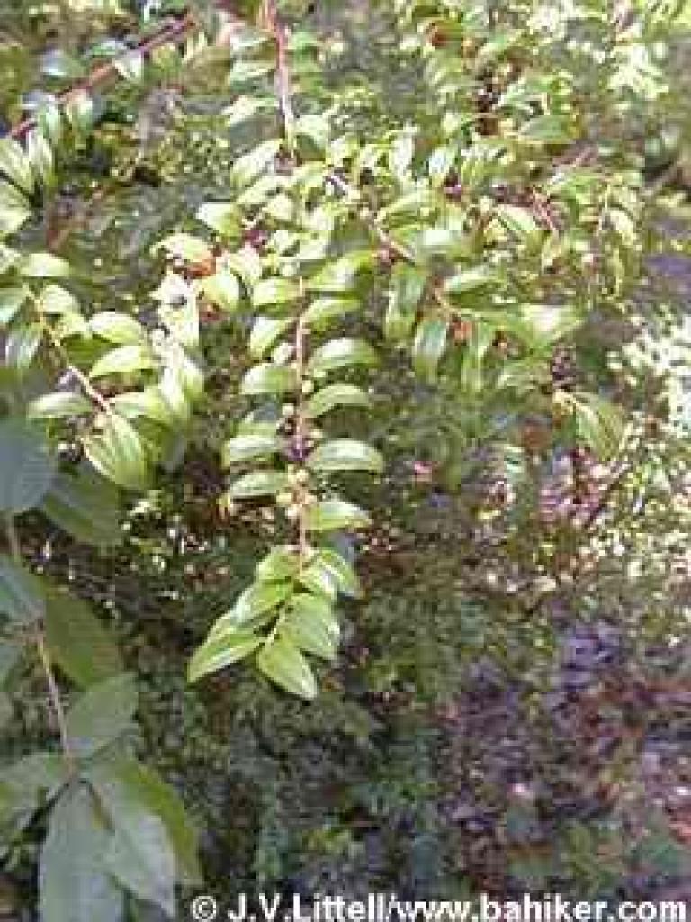 Huckleberry with berries