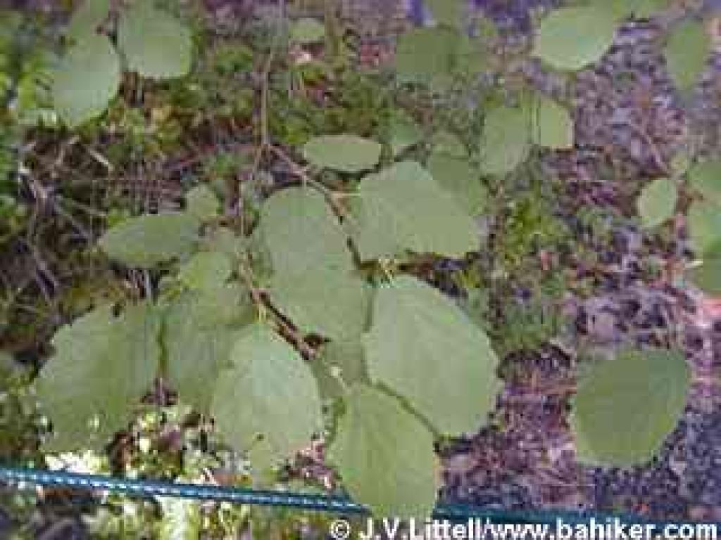 Hazelnut photo