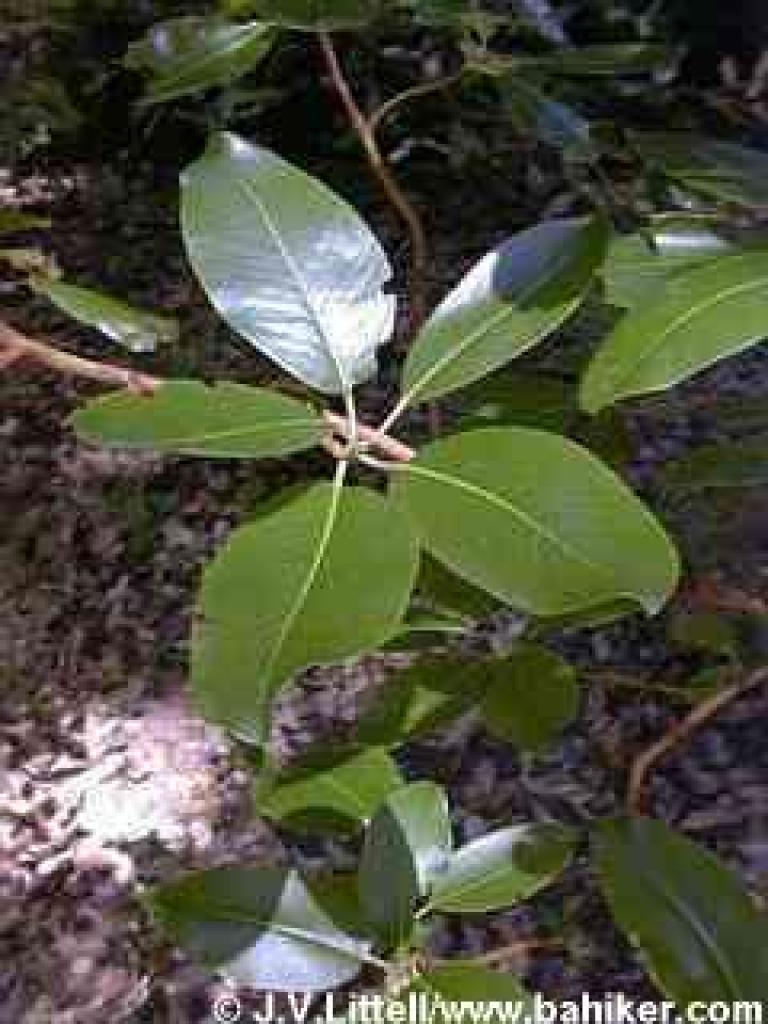 Madrone photo