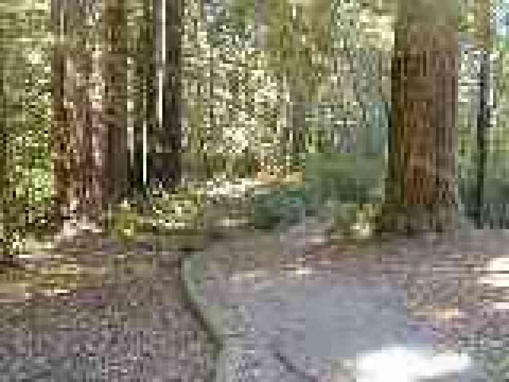 Redwood Trail