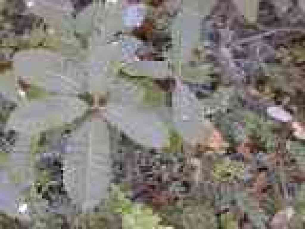 Tanoak
