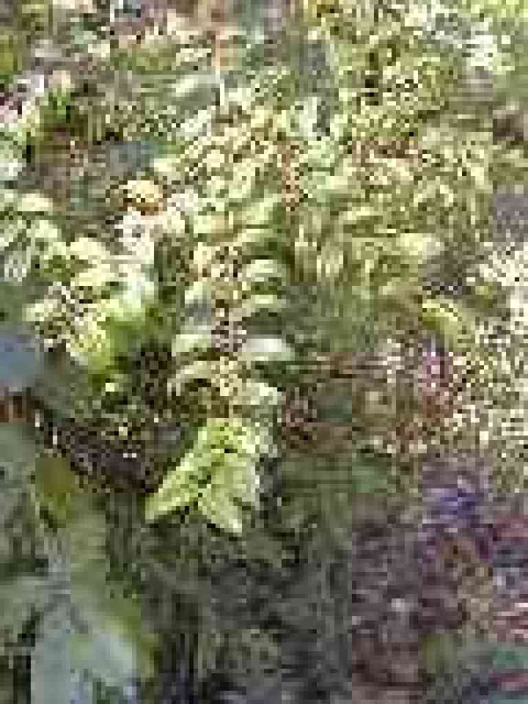 Huckleberry
