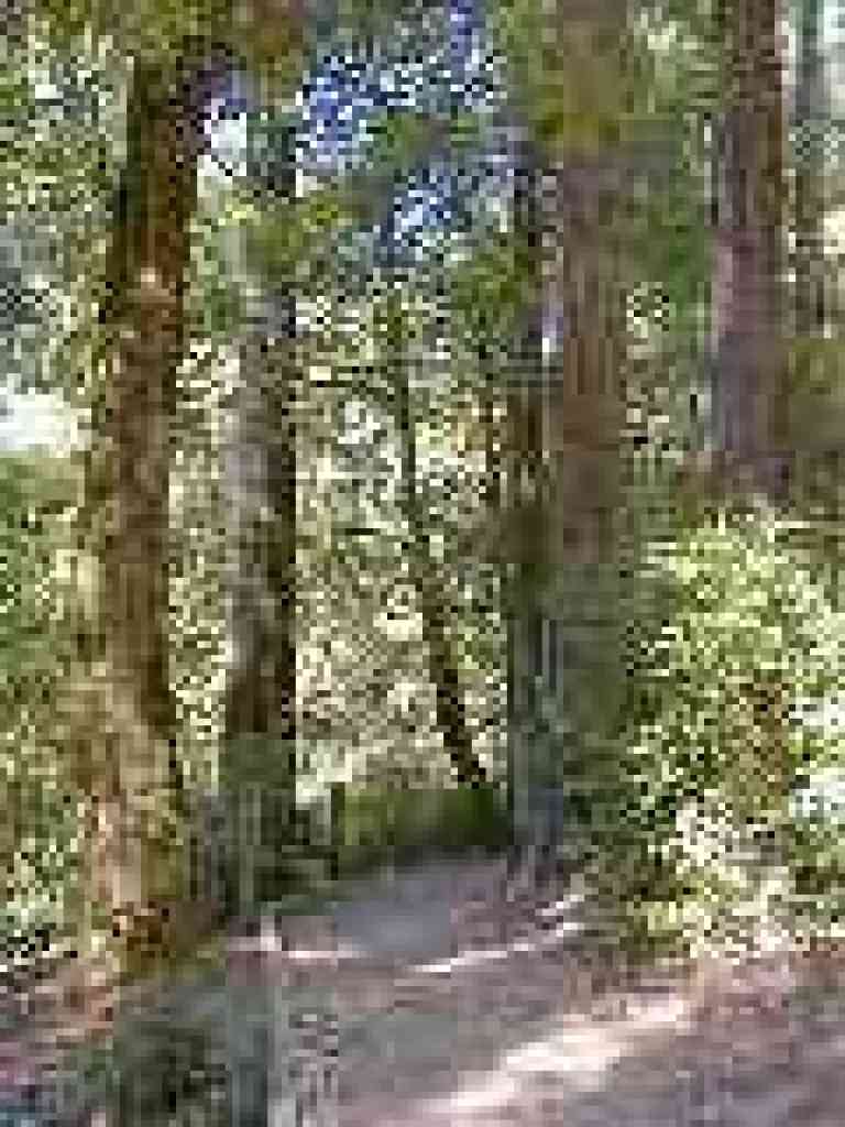 Under redwoods