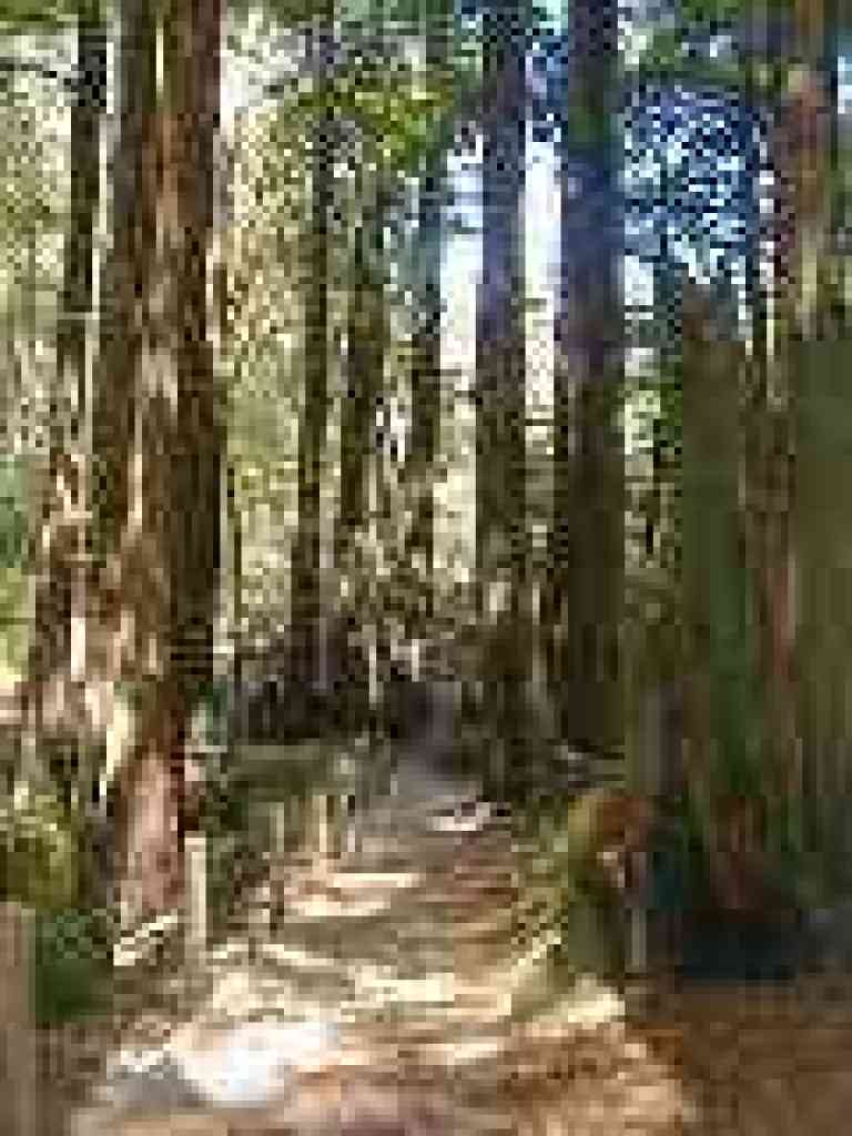 Redwood Trail
