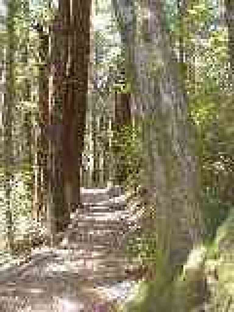 Moss-covered trees