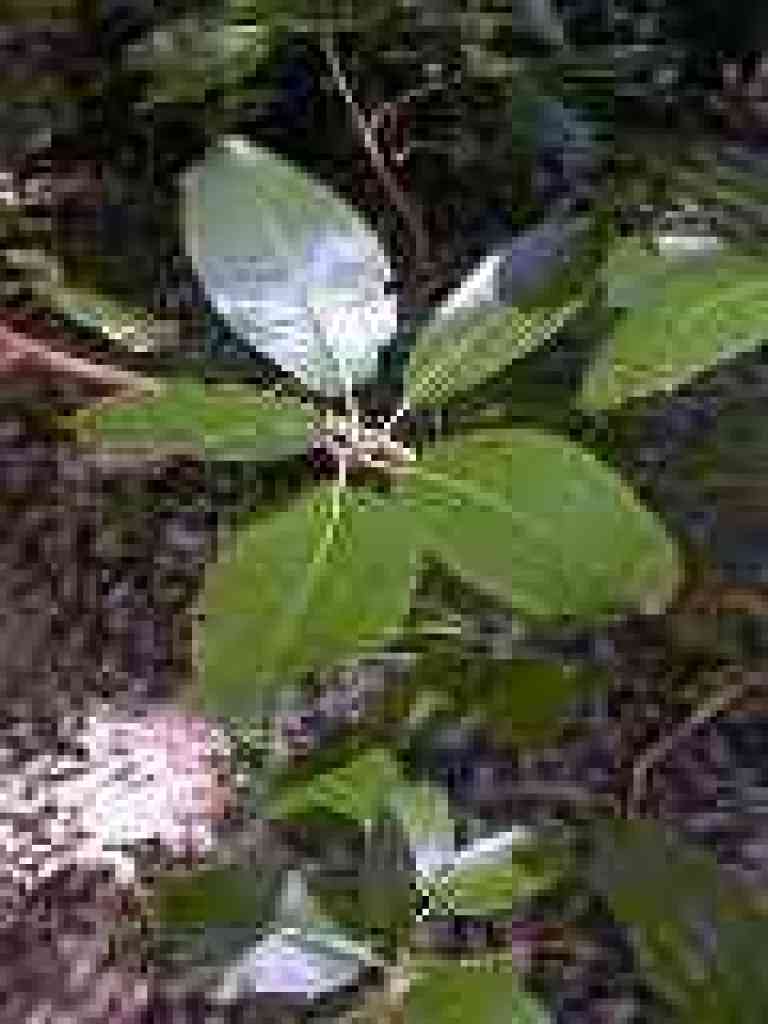Madrone