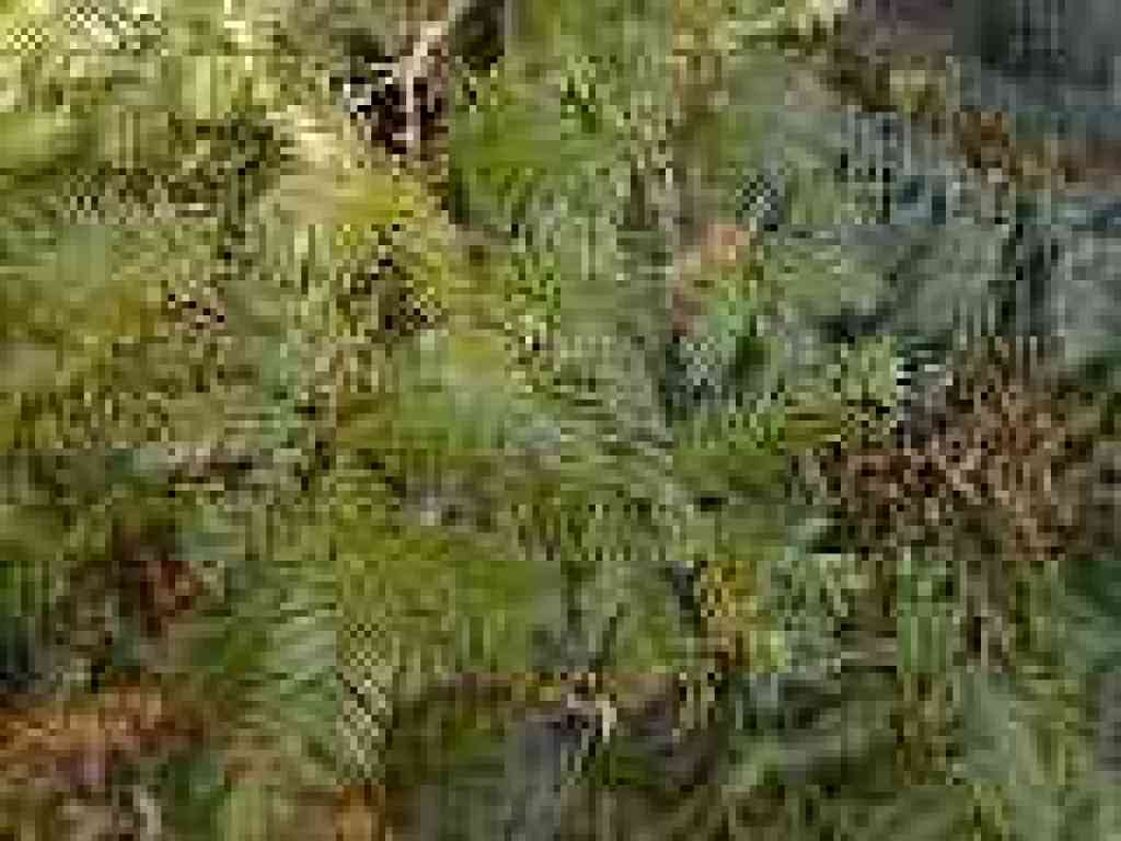 Redwood