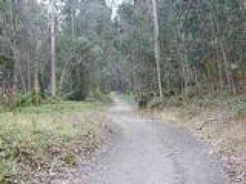 Trail