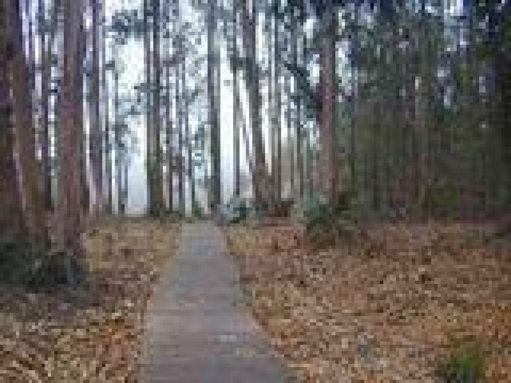 Boardwalk