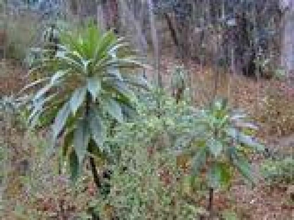 Trailside vegetation