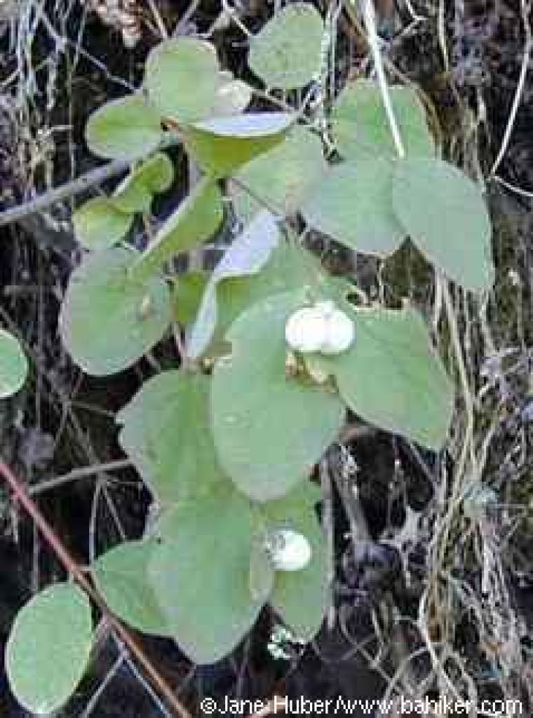 Snowberries in summer