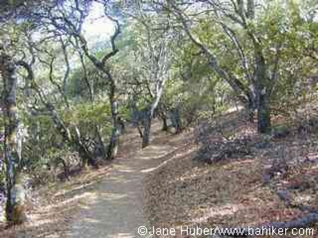 Oak woodland on the lower reaches of Black Mountain Trail