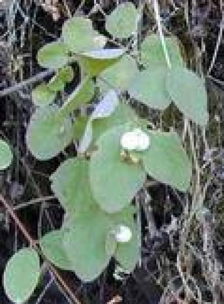 Snowberry