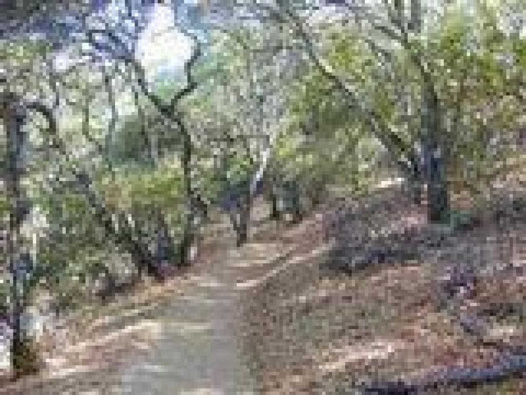 Oak woodland
