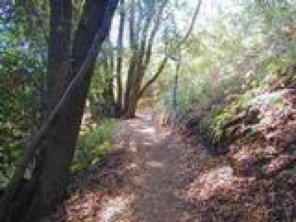 Wooded stretch
