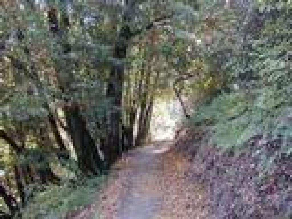 Woods