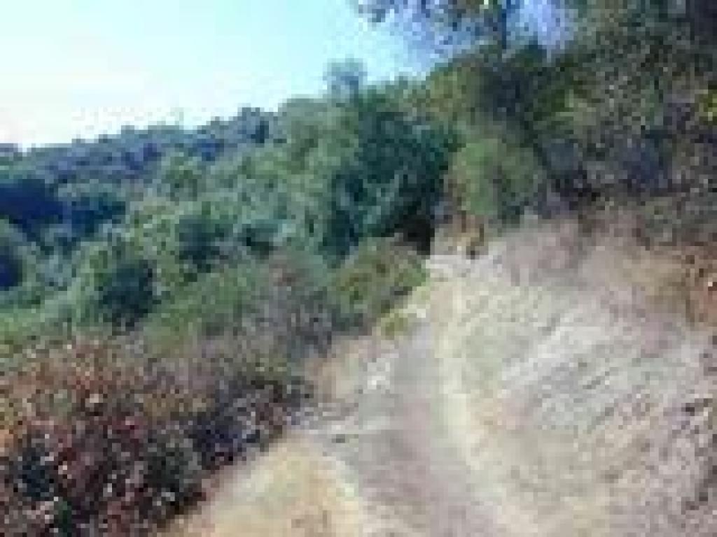 Chaparral