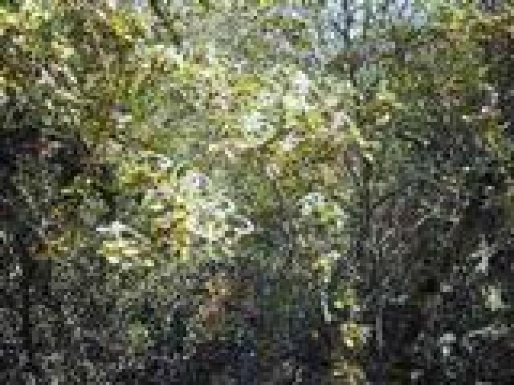 Cercocarpus