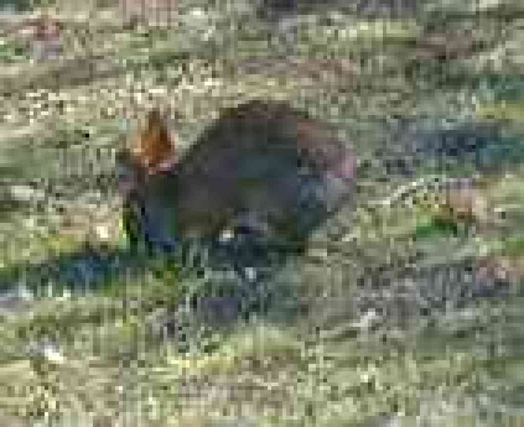 Cottontail