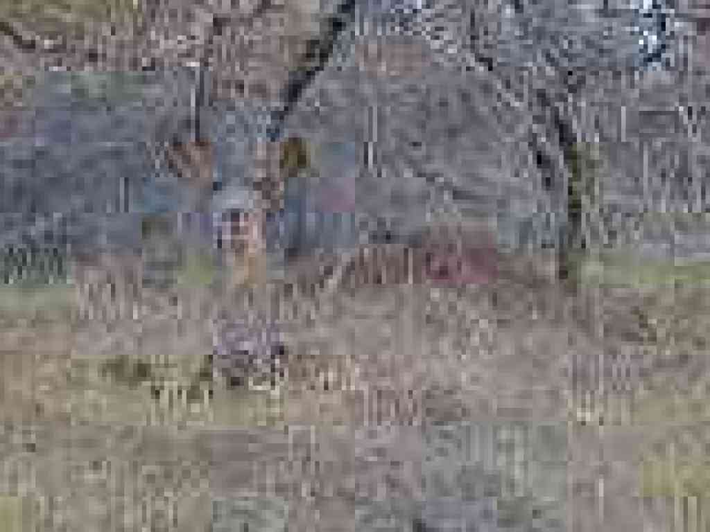 Deer